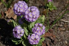 Primel-Kugelprimel 03.JPG